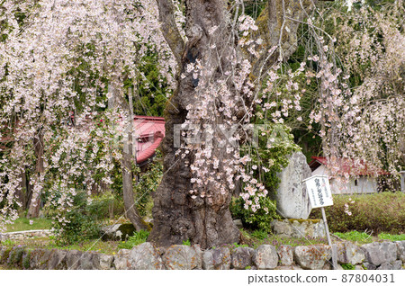 白兔 Shidare Salekura 自然紀念物 山形縣 白兔 Shidare Salekura 自然紀念物 山形縣 87804031