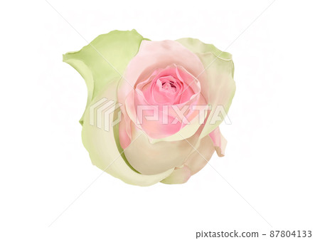 玫瑰貝拉羅莎 玫瑰貝拉羅莎 87804133