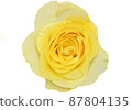 玫瑰伊利奧斯 87804135