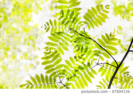 是山富士清新的綠色景觀。請享受明亮而充滿希望的氣氛。廣島 87804136