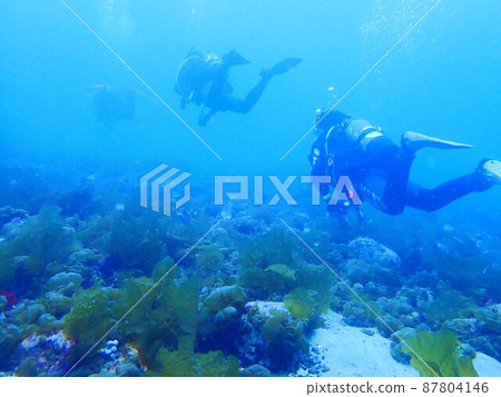 Divers diving in the sea of Izu 87804146