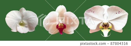 isolated white vanda orchid flower with clipping paths. 87804316