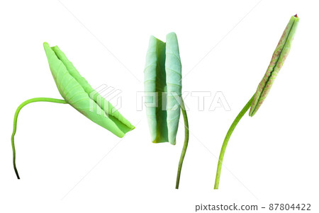 isolated young Nelumbo waterlily leaf or Nelumbo lotus leaf with clipping paths. isolated young Nelumbo waterlily leaf or Nelumbo lotus leaf with clipping paths. 87804422