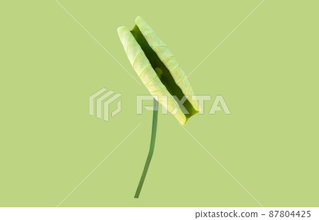 isolated young Nelumbo waterlily leaf or Nelumbo lotus leaf with clipping paths. isolated young Nelumbo waterlily leaf or Nelumbo lotus leaf with clipping paths. 87804425