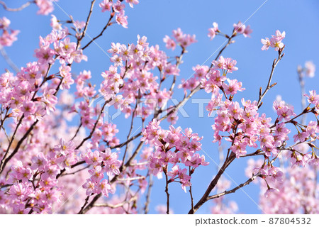 櫻花 京王櫻花 87804532