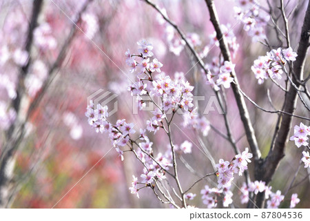Sakura Keio Sakura 87804536