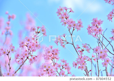 櫻花 京王櫻花 櫻花 京王櫻花 87804552