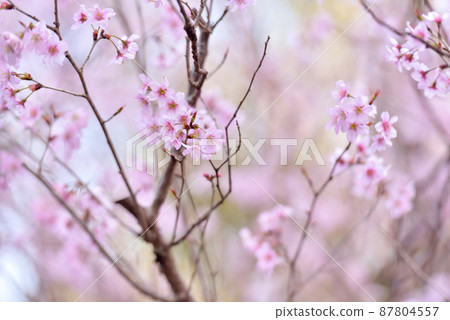 櫻花 京王櫻花 87804557