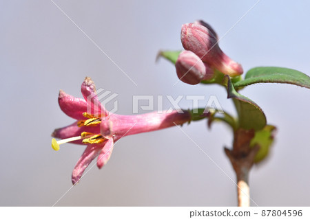 Ugisu Kagura(瑜伽神樂) Ugisu Kagura(瑜伽神樂) 87804596