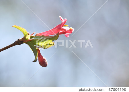 Ugisu Kagura(瑜伽神樂) Ugisu Kagura(瑜伽神樂) 87804598