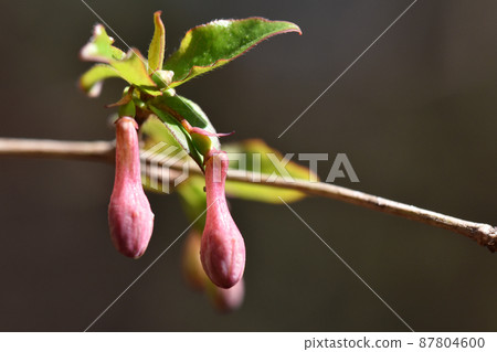 鶯神樂芽 鶯神樂芽 87804600