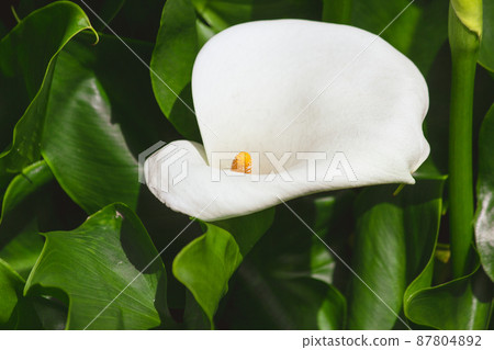 Yangmingshan Bamboo Lake Calla Lily 87804892