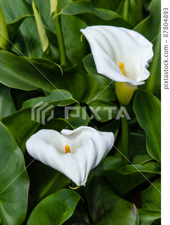 Yangmingshan Bamboo Lake Calla Lily 87804893