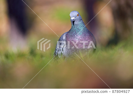 Dove on the lawn 87804927