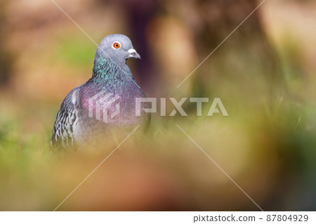 鴿子在草坪上 87804929