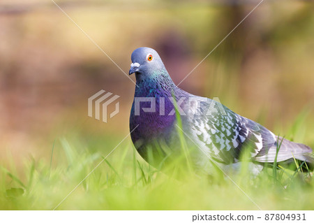 Dove on the lawn 87804931