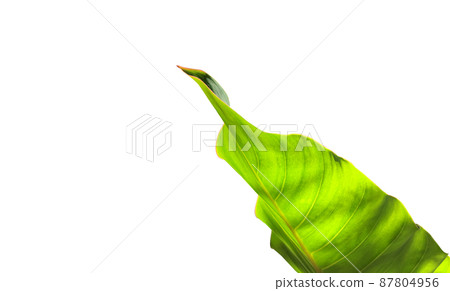 Isolated Homalomena lindenii or King of Hearts leaf with clipping paths. 87804956