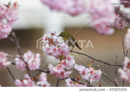 Sakura with early bloom and mezzo Sakura with early bloom and mezzo 87805030