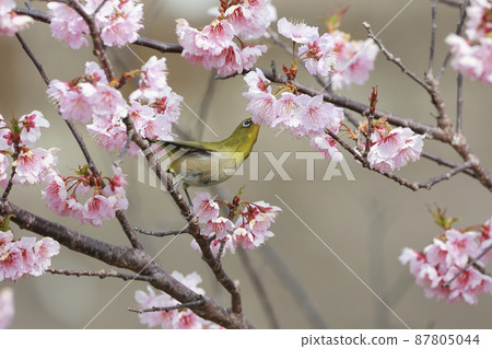 Sakura with early bloom and mezzo Sakura with early bloom and mezzo 87805044