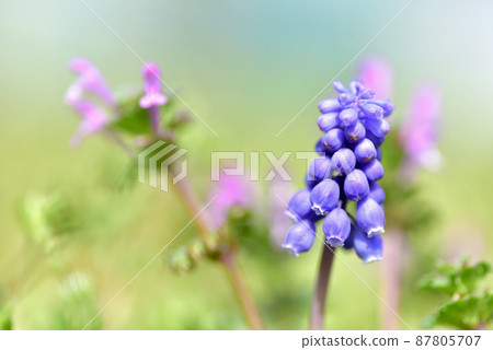 Muscari and henbit 87805707