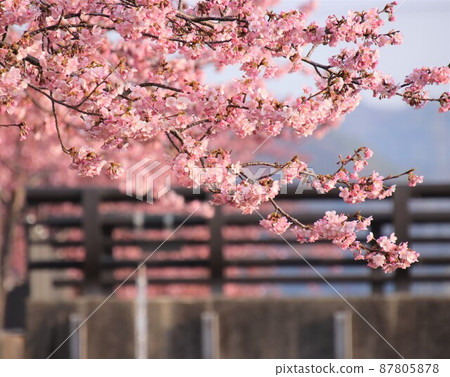 Early spring cherry blossoms and bridge Early spring cherry blossoms and bridge 87805878