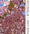 Kawazu cherry up 87806104