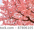 Kawazu cherry tree 87806105