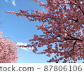 Kawazu cherry tree and blue sky 87806106