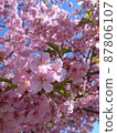 Kawazu cherry up 87806107
