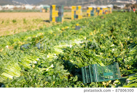 Abundance of fresh green celery harvest on plantation Abundance of fresh green celery harvest on plantation 87806300