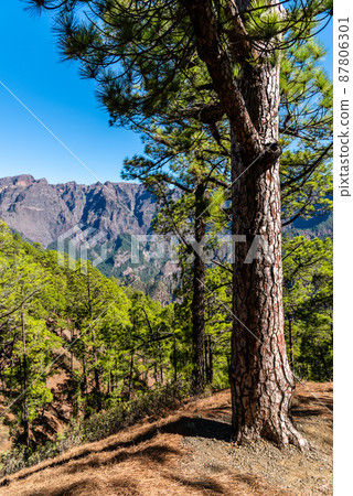National Park of Caldera de Taburiente. Old Volcano Crater with Canarian Pine Trees Forest National Park of Caldera de Taburiente. Old Volcano Crater with Canarian Pine Trees Forest 87806301