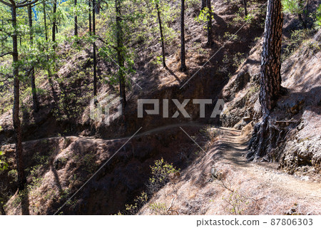 National Park of Caldera de Taburiente. Old Volcano Crater with Canarian Pine Trees Forest National Park of Caldera de Taburiente. Old Volcano Crater with Canarian Pine Trees Forest 87806303