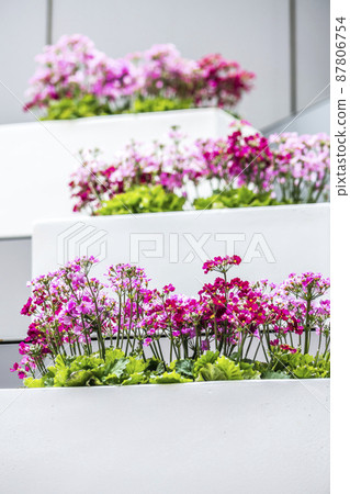 Primroses planted in steps 87806754