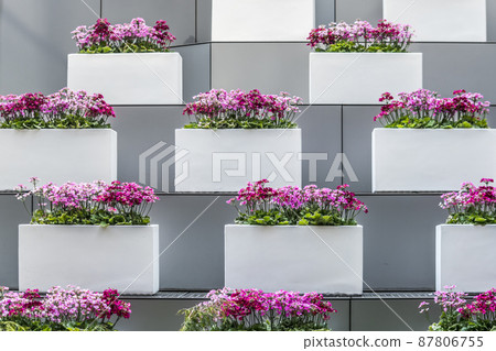 Primrose flower pots lined up in steps Primrose flower pots lined up in steps 87806755