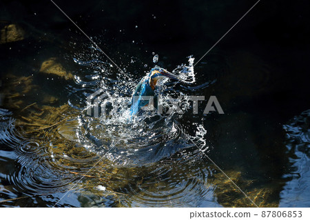 Kingfisher that jumps into a stream and preys on shrimp Kingfisher that jumps into a stream and preys on shrimp 87806853