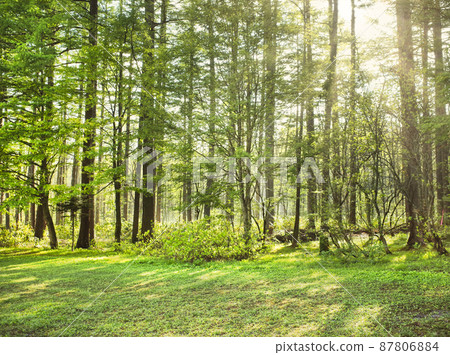 Sunbeams pouring into the fresh green plateau Sunbeams pouring into the fresh green plateau 87806884