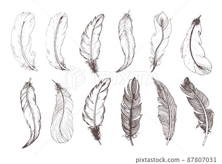 Hand drawn vintage feathers set. Vector illustration. Hand drawn vintage feathers set. Vector illustration. 87807031