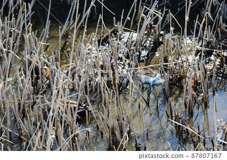 Kingfisher that jumps into a stream and preys on shrimp Kingfisher that jumps into a stream and preys on shrimp 87807167