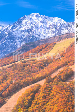 《Nagano Prefecture》 Hakuba Village / Sandan Autumn Leaves at the height of autumn leaves 《Nagano Prefecture》 Hakuba Village / Sandan Autumn Leaves at the height of autumn leaves 87807333