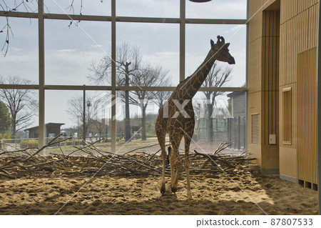 埼玉儿童動物園 麒麟台 埼玉縣東松山市 87807533