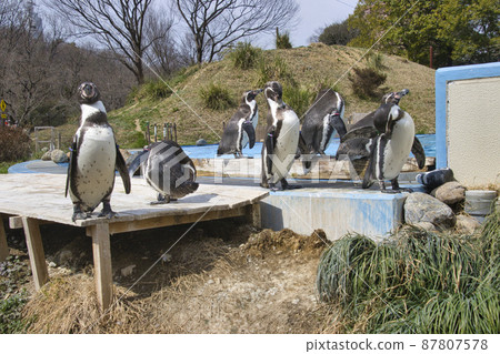 埼玉縣東松山市埼玉儿童動物園企鵝山 87807578