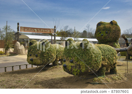 Saitama Children's Zoological Park Kirin Terrace and animal-shaped planting Higashimatsuyama City, Saitama Prefecture Saitama Children's Zoological Park Kirin Terrace and animal-shaped planting Higashimatsuyama City, Saitama Prefecture 87807601