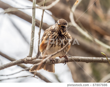 Wood bird Redwing, Turdus iliacus, sits on tree branch Wood bird Redwing, Turdus iliacus, sits on tree branch 87807886