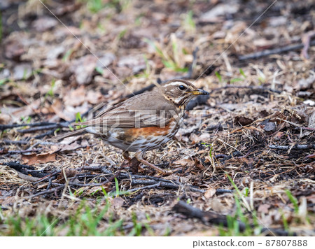 Wood bird Redwing, Turdus iliacus, on a sprng lawn. Wood bird Redwing, Turdus iliacus, on a sprng lawn. 87807888