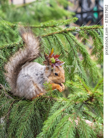 Squirrel with decoration on the head and with nut sits on a fir branches in the spring or summer. Squirrel with decoration on the head and with nut sits on a fir branches in the spring or summer. 87807902