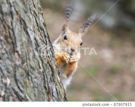 A squirrel with a fashionable hairstyle and lush wavy tassels on its ears. 87807915