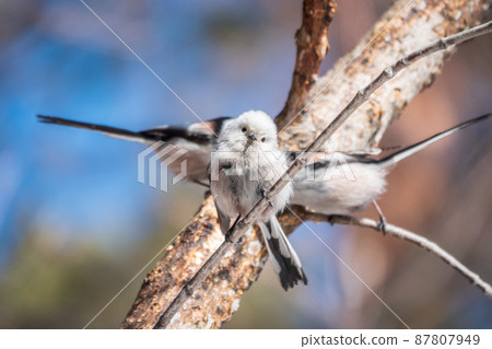 European long-tailed tit, latin name Aegithalos caudatus. A bird sitting on a branch in a deciduous forest. European long-tailed tit, latin name Aegithalos caudatus. A bird sitting on a branch in a deciduous forest. 87807949