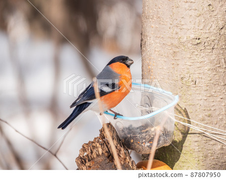 The bullfinch, common bullfinch or Eurasian bullfinch, lat. Pyrrhula pyrrhula, sitting on the bird feeder. Bullfinchs eat seeds from the feeder. 87807950