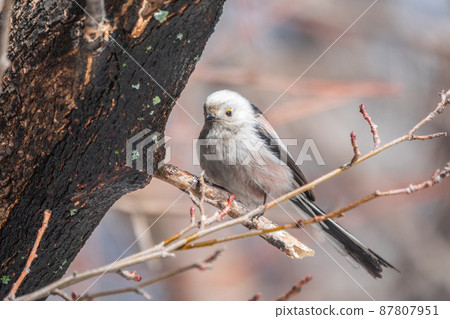 European long-tailed tit, latin name Aegithalos caudatus. A bird sitting on a branch in a deciduous forest. 87807951