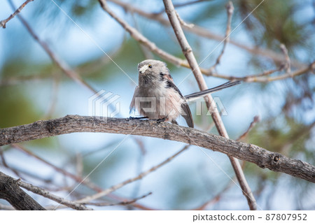 European long-tailed tit, latin name Aegithalos caudatus. A bird sitting on a branch in a deciduous forest. European long-tailed tit, latin name Aegithalos caudatus. A bird sitting on a branch in a deciduous forest. 87807952